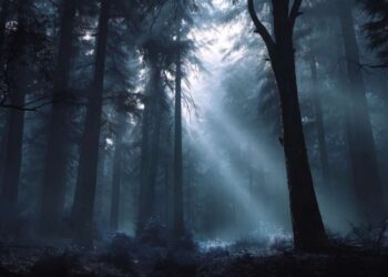 Misty forest at dawn