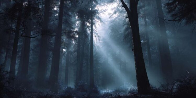 Misty forest at dawn